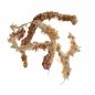 Preview: Dried Sphagnum moss from Chile 150g