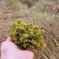 Preview: Live Sphagnum moss 0,5kg - 25kg