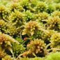 Preview: Live Sphagnum moss 0,5kg - 25kg