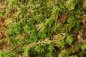 Preview: Live Sphagnum moss 0,5kg - 25kg