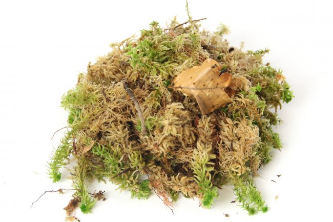 Sphagnum Moos lebend 0,5 kg bis 25 kg