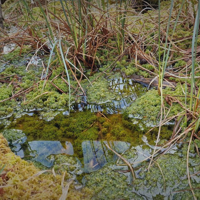 Sphagnum Moos lebend 0,5 kg bis 25 kg