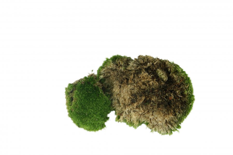 Cushion moss 500g