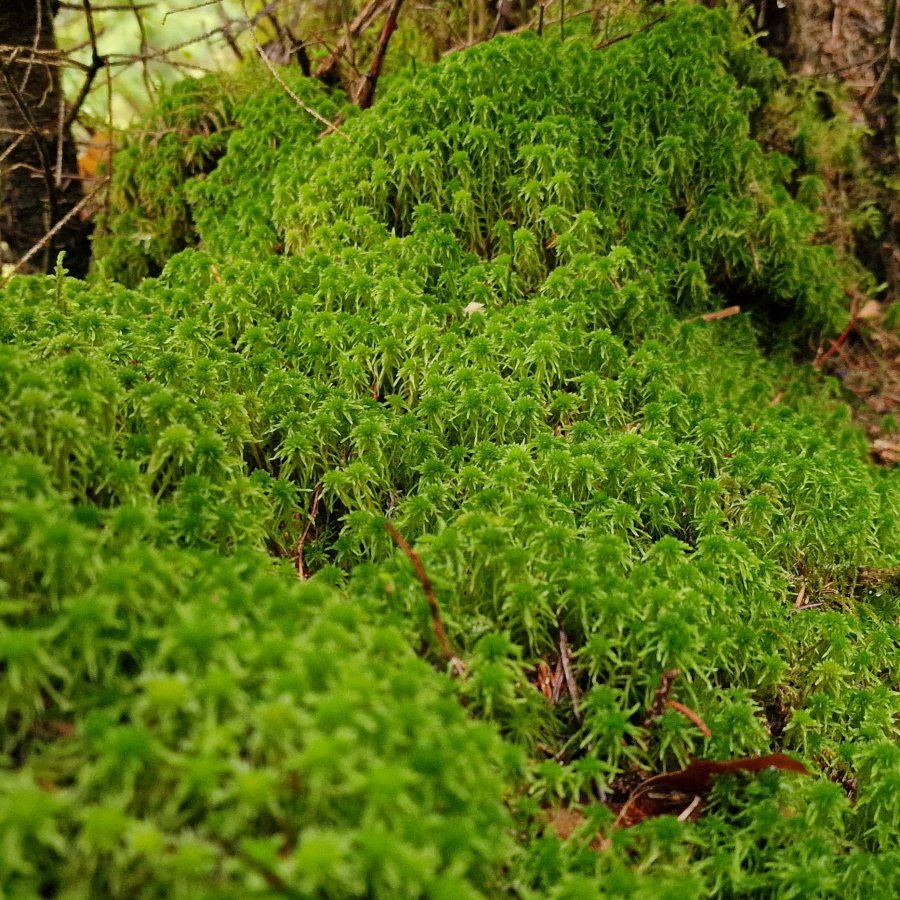 Sphagnum Moos lebend 0,5 kg bis 25 kg