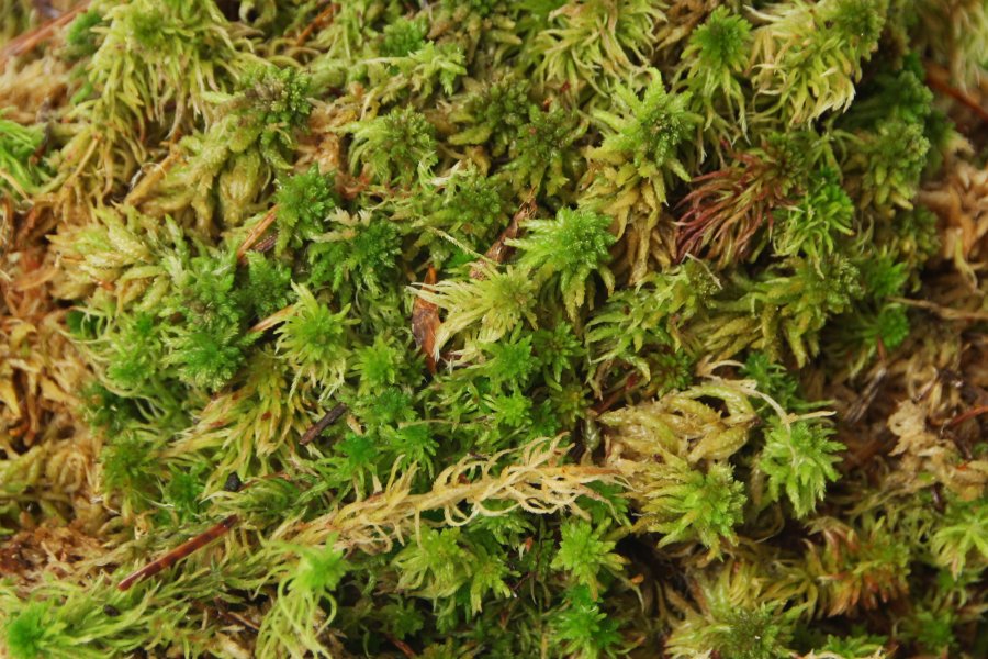 Live Sphagnum moss 0,5kg - 25kg