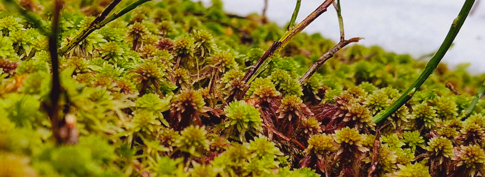 Sphagnum Moos